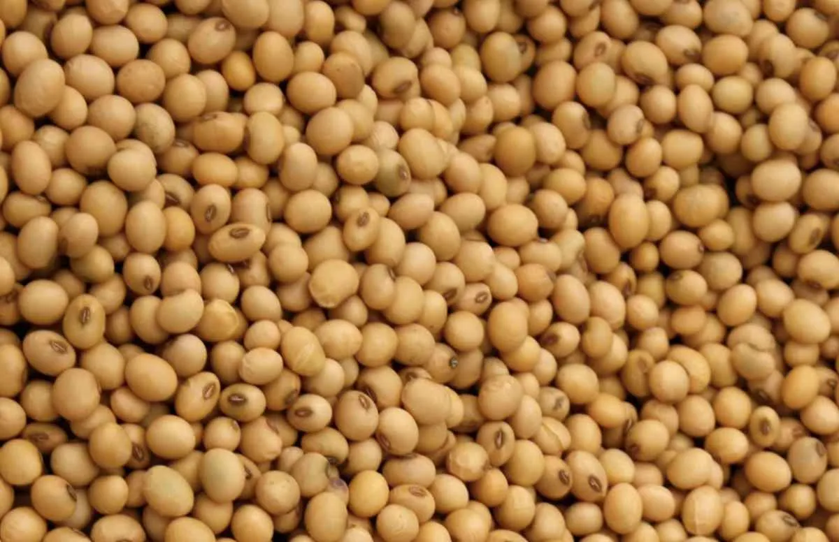 Soja sobe na CBOT com clima no Brasil e demanda chinesa