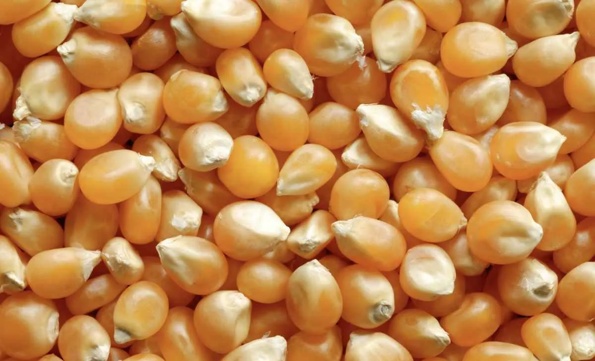 Milho opera estável em Chicago e mercado segue atento