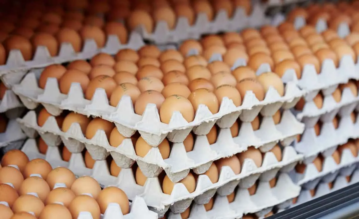 Preços dos ovos sobem pela 2ª semana e altas chegam a 28%