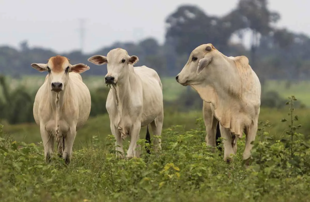Abate de fêmeas bate recorde histórico em Mato Grosso