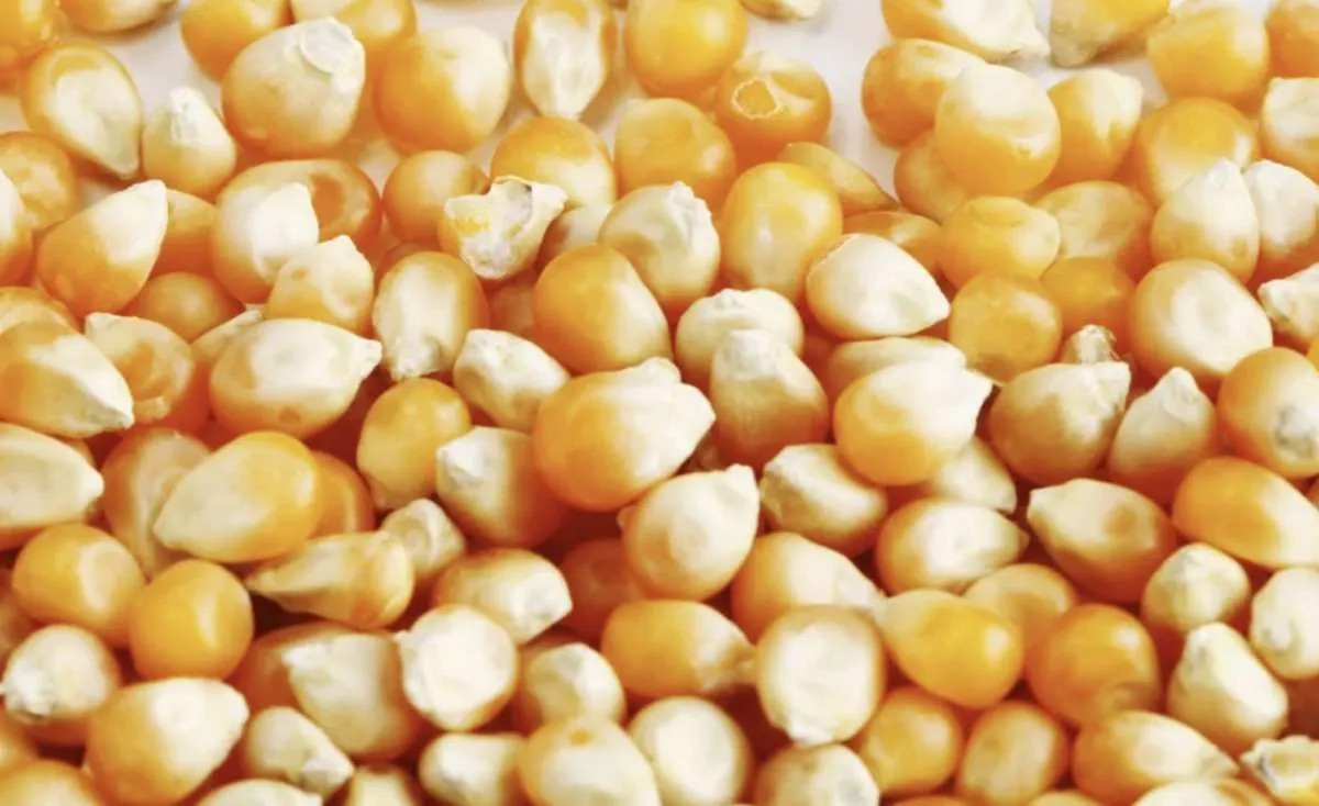 Milho: vendedores firmes mantêm preços em alta