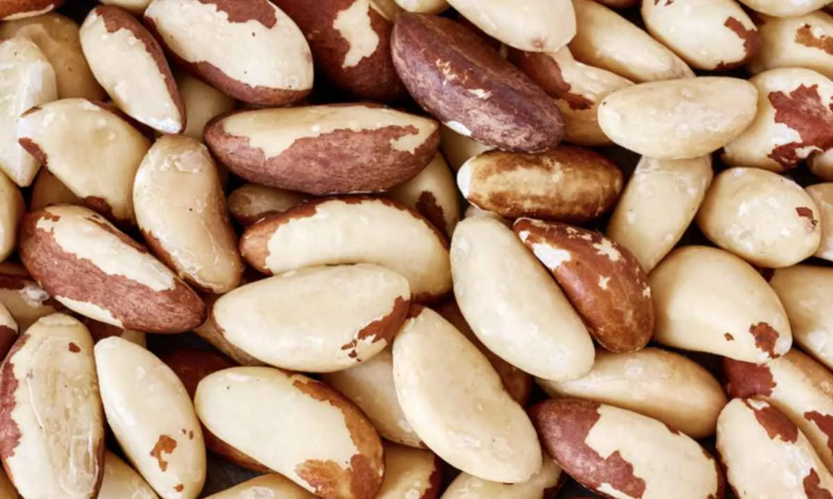 Brasil abre mercado da castanha-do-Brasil para a Turquia