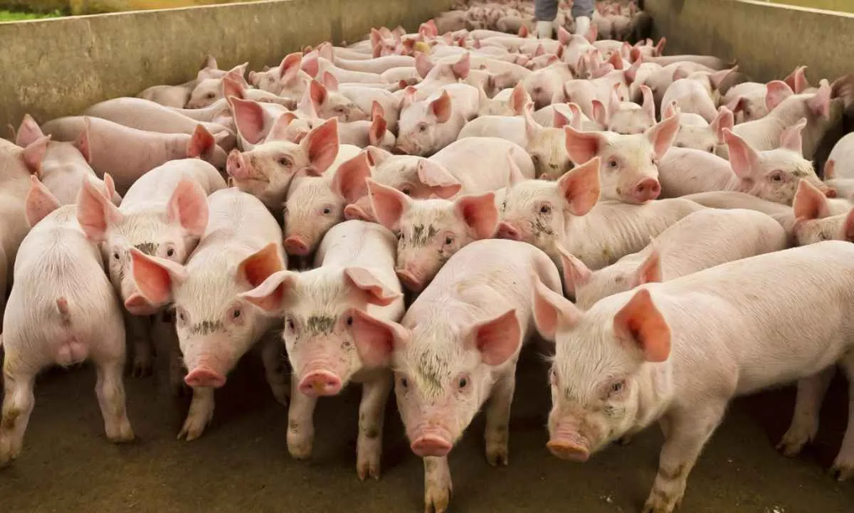 Produtividade da suinocultura é recorde desde 2011