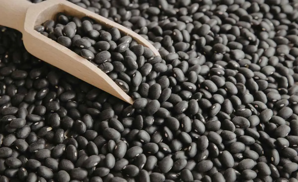 Feijão reage e melhora resultado do produtor no Paraná