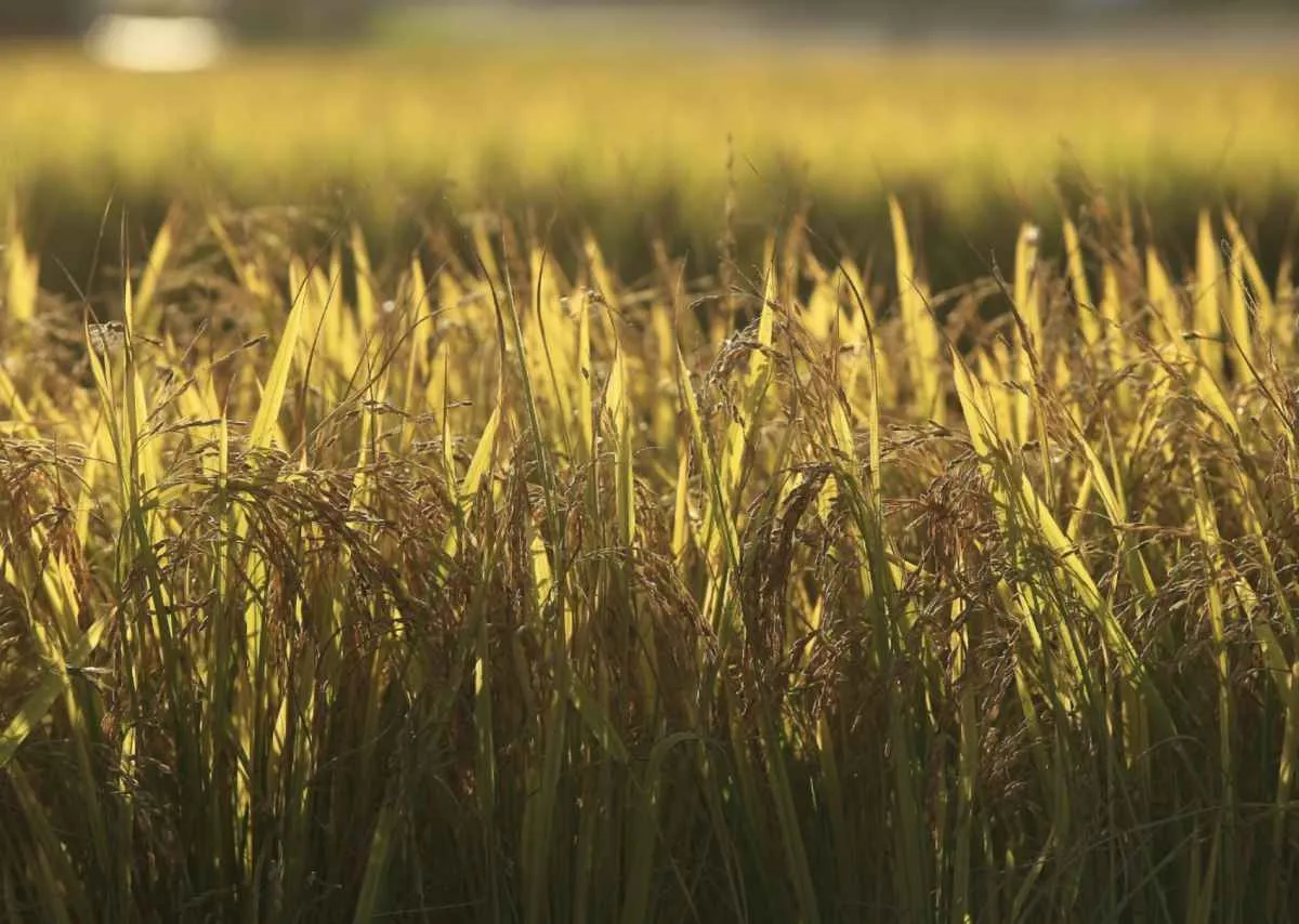 Federarroz coloca jurídico de plantão no RS