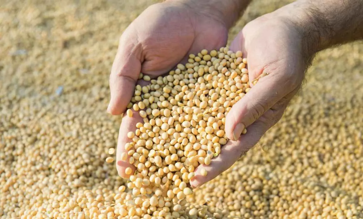 Soja inicia a semana em queda em Chicago com pressão da safra brasileira