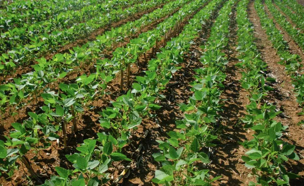 Preços ao produtor agropecuário recuam em janeiro