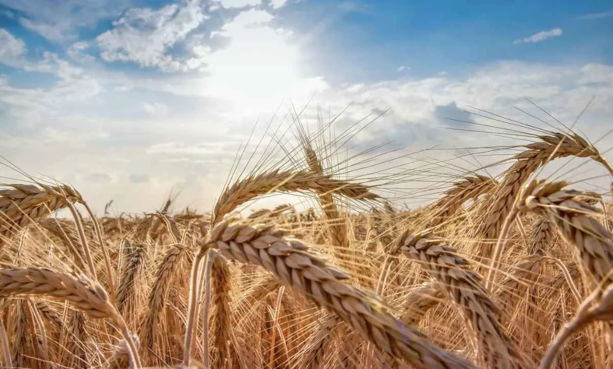 Mercado global de trigo passa por ajustes com alta nos estoques dos EUA e avanço das exportações argentinas