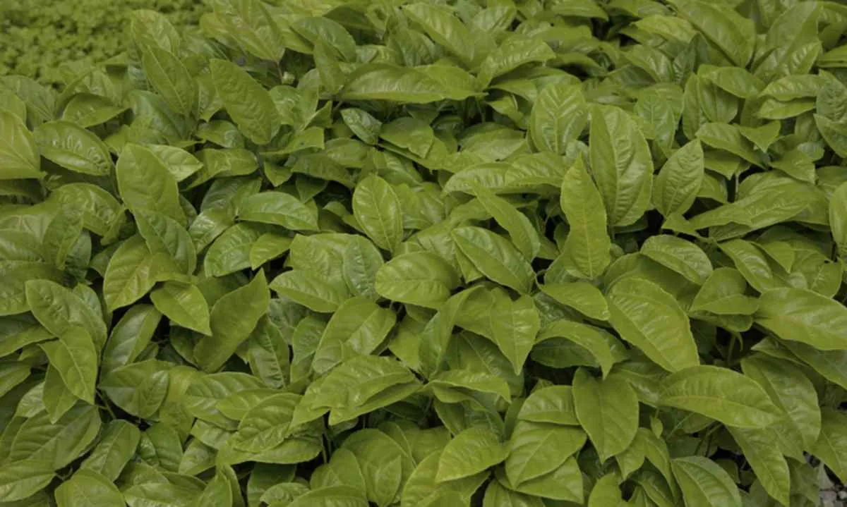 Crédito rural supera R$ 316 bilhões na safra 2025/2026