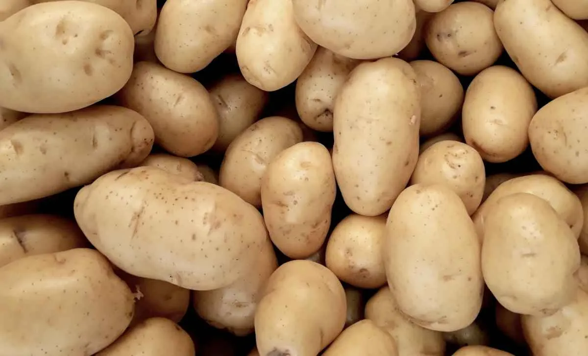 Chuva limita oferta de batata, e preços sobem nos atacados