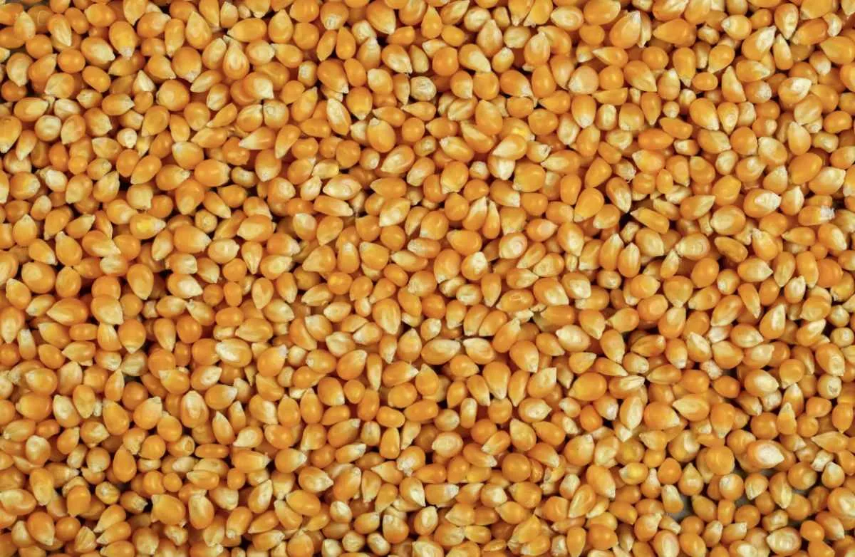 Milho recua em Chicago e mercado monitora China