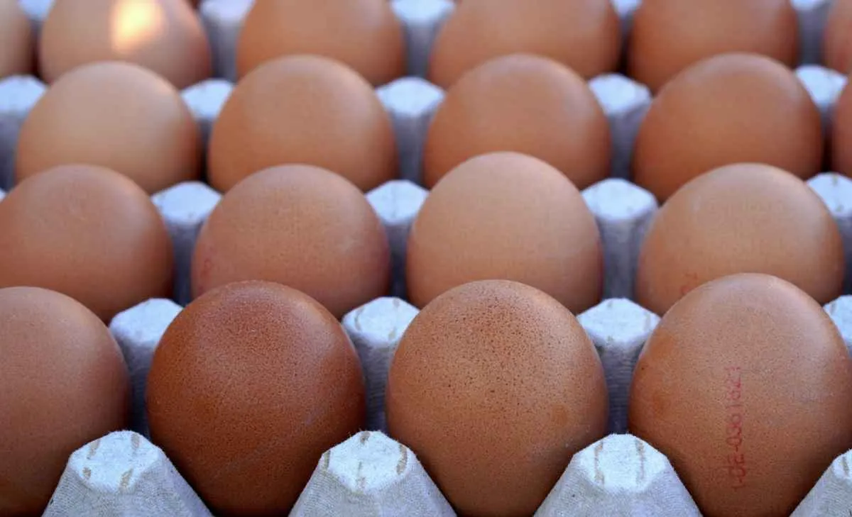 Após cinco meses de queda, preços do ovo reagem