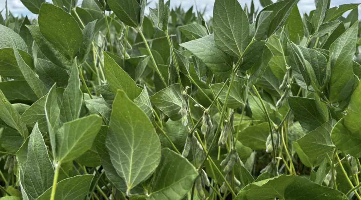 Produção de grãos em Goiás segue em alta e projeta recorde
