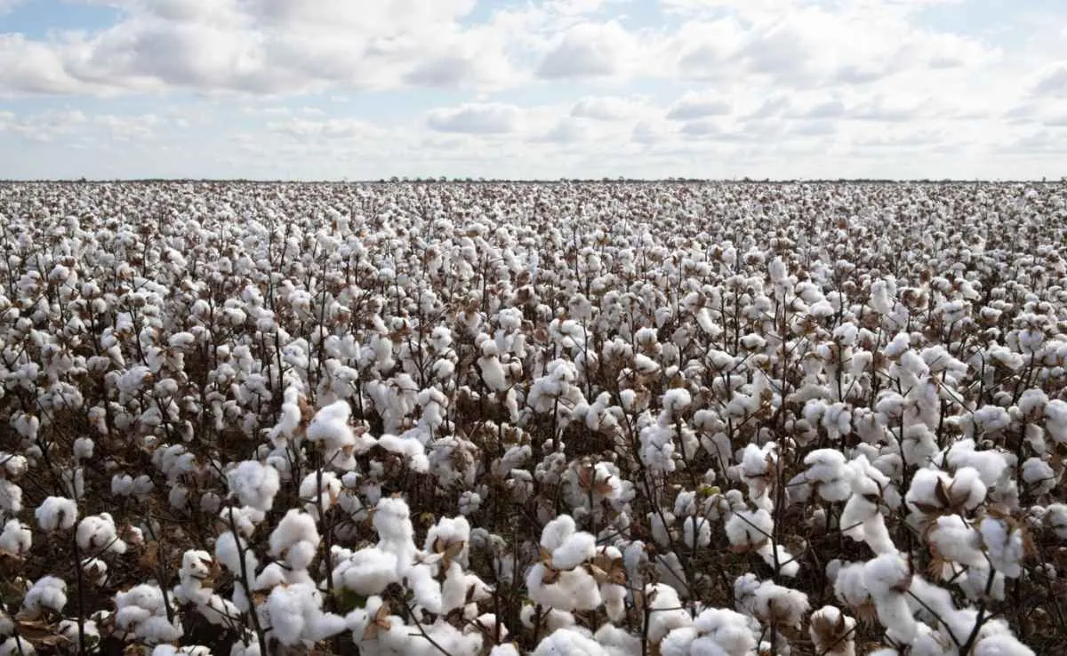 Plantio do algodão 25/26 entra na fase final enquanto Brasil consolida safra recorde
