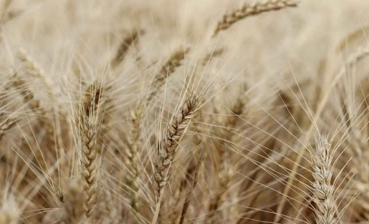 Alta externa do trigo impulsiona preços no RS