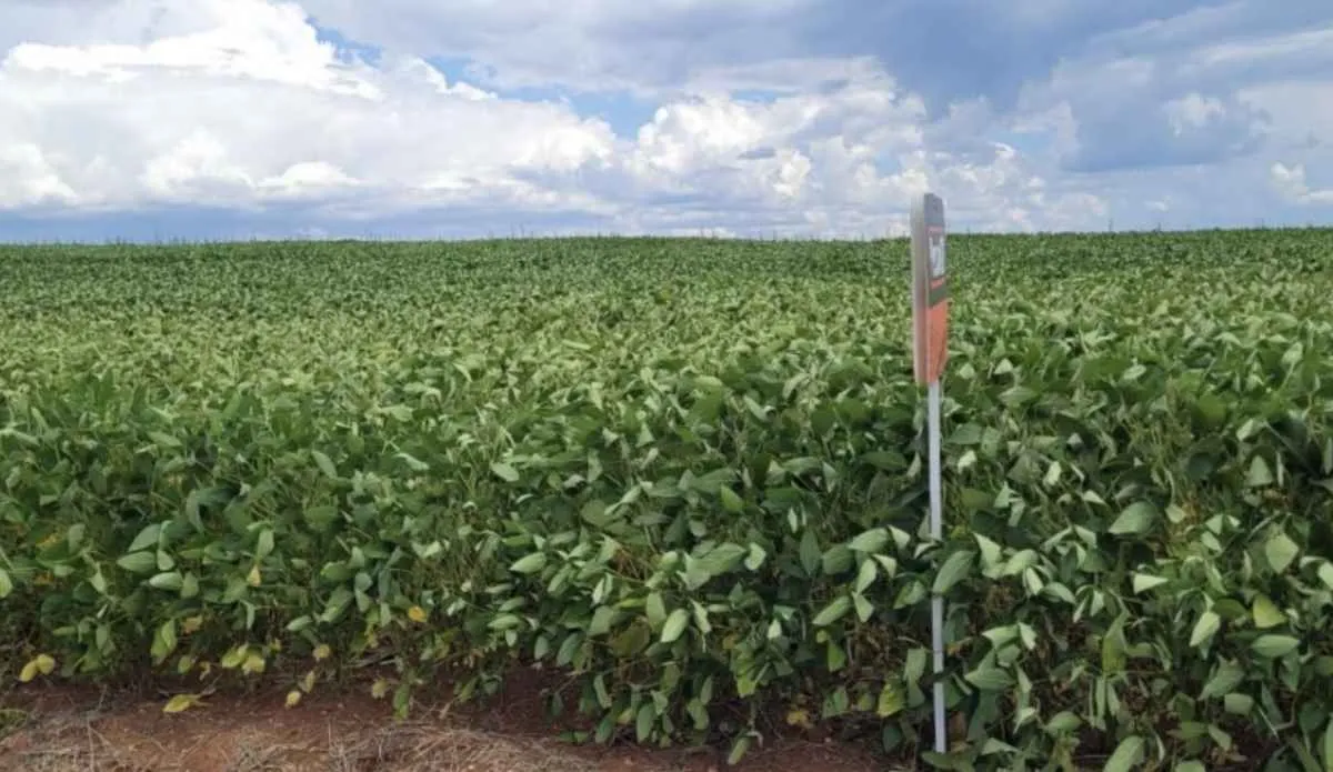 Chuvas aliviam estresse da soja no RS
