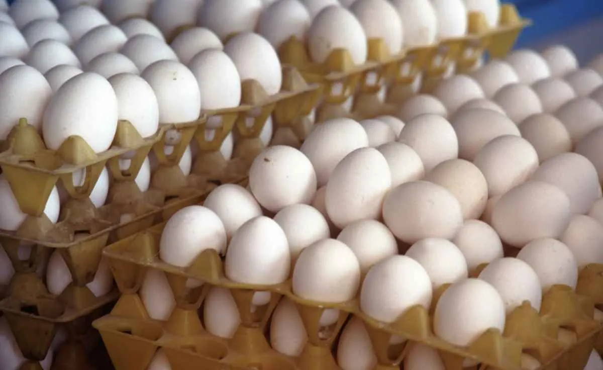 Alta dos ovos reforça poder de compra do produtor