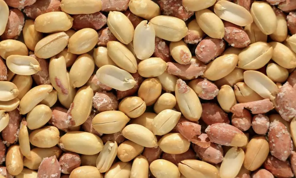 Exportação de amendoim cresce 37% no Brasil