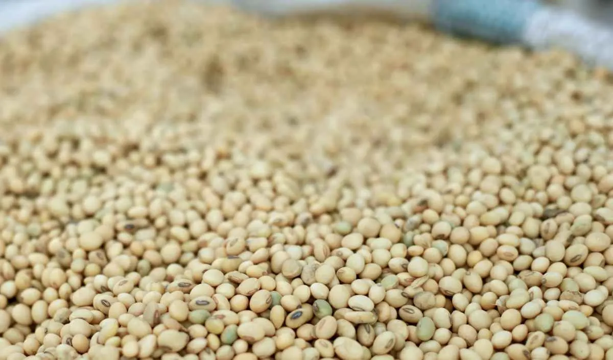 Soja sobe em Chicago e Brasil avança na colheita