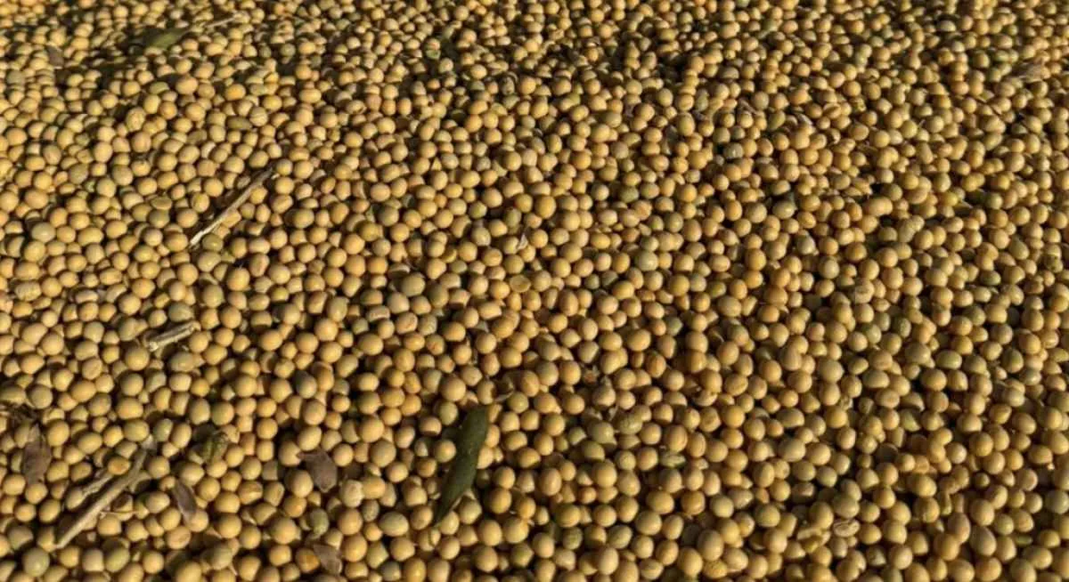 Safra 2025/26 de grãos é estimada em 353,4 milhões de toneladas