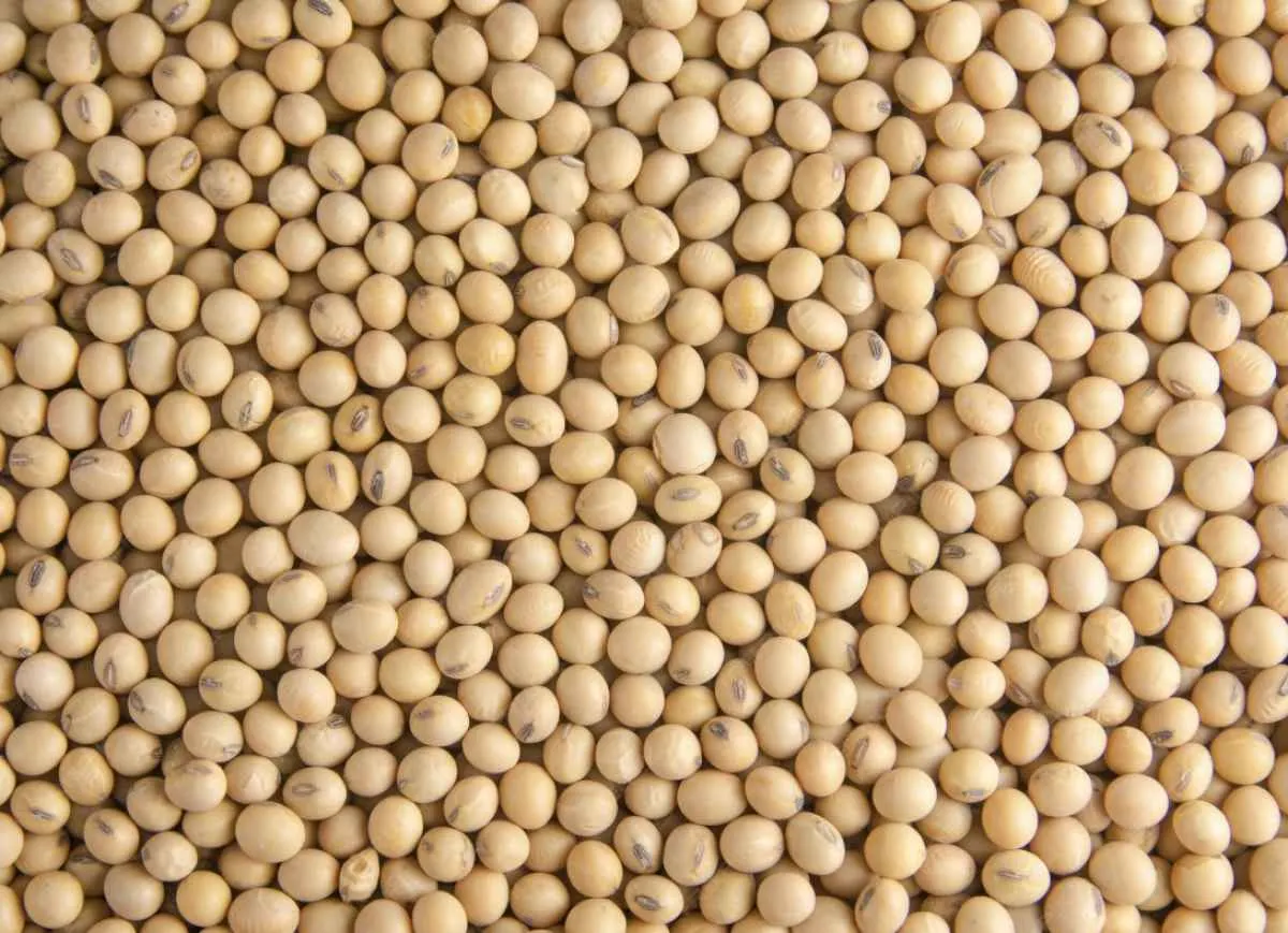 • Soja reage em Chicago com expectativa sobre China