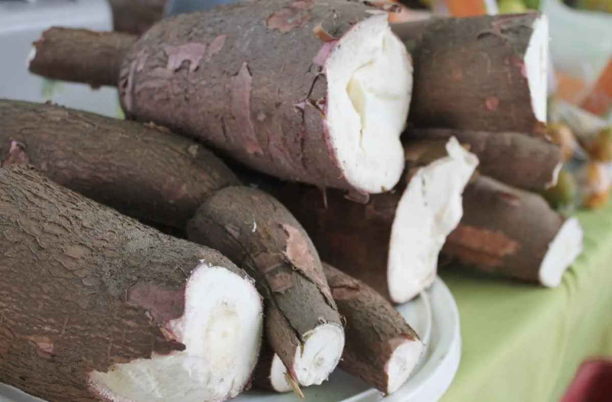 Produção de mandioca avança e bate recorde em GO