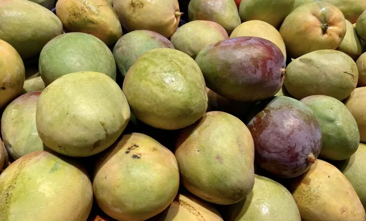 Maior oferta pressiona preços da manga no Vale