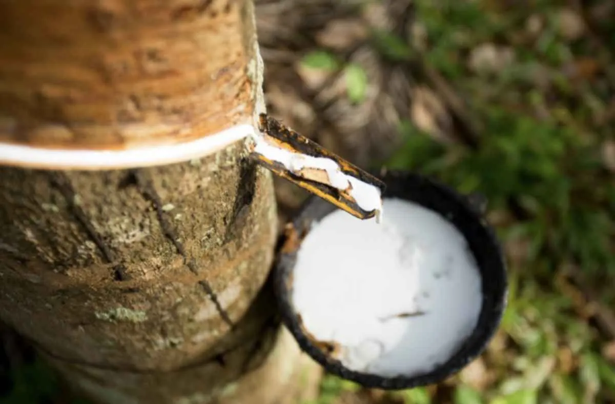 Preço de referência de importação da borracha natural sobe em janeiro