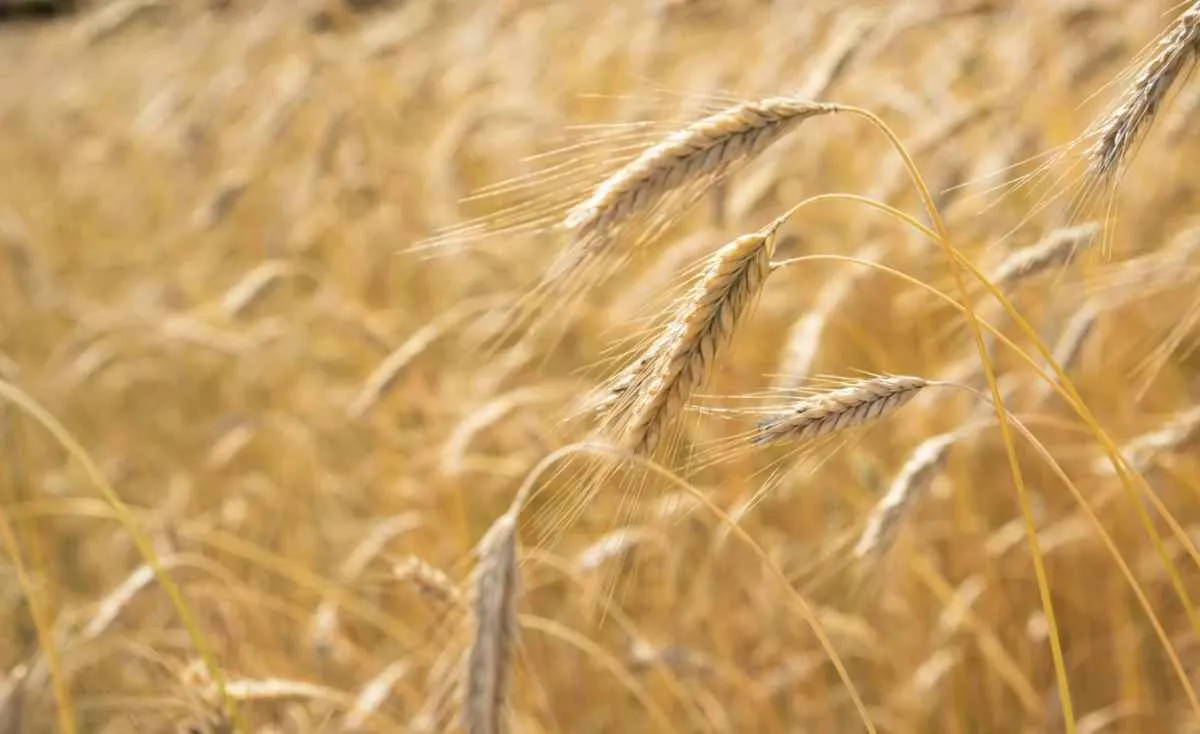 Preços do trigo têm movimentos distintos entre os estados