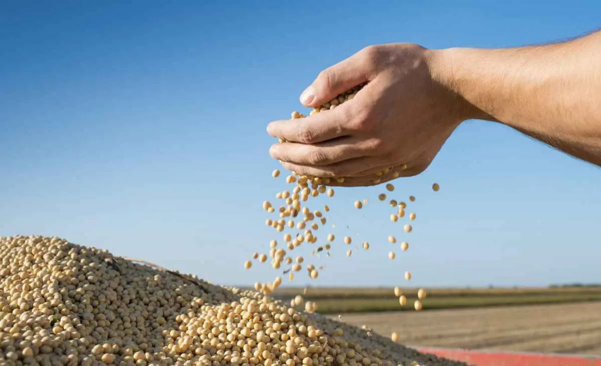 StoneX eleva projeção de soja para 181,6 mi de ton na safra 2025/26