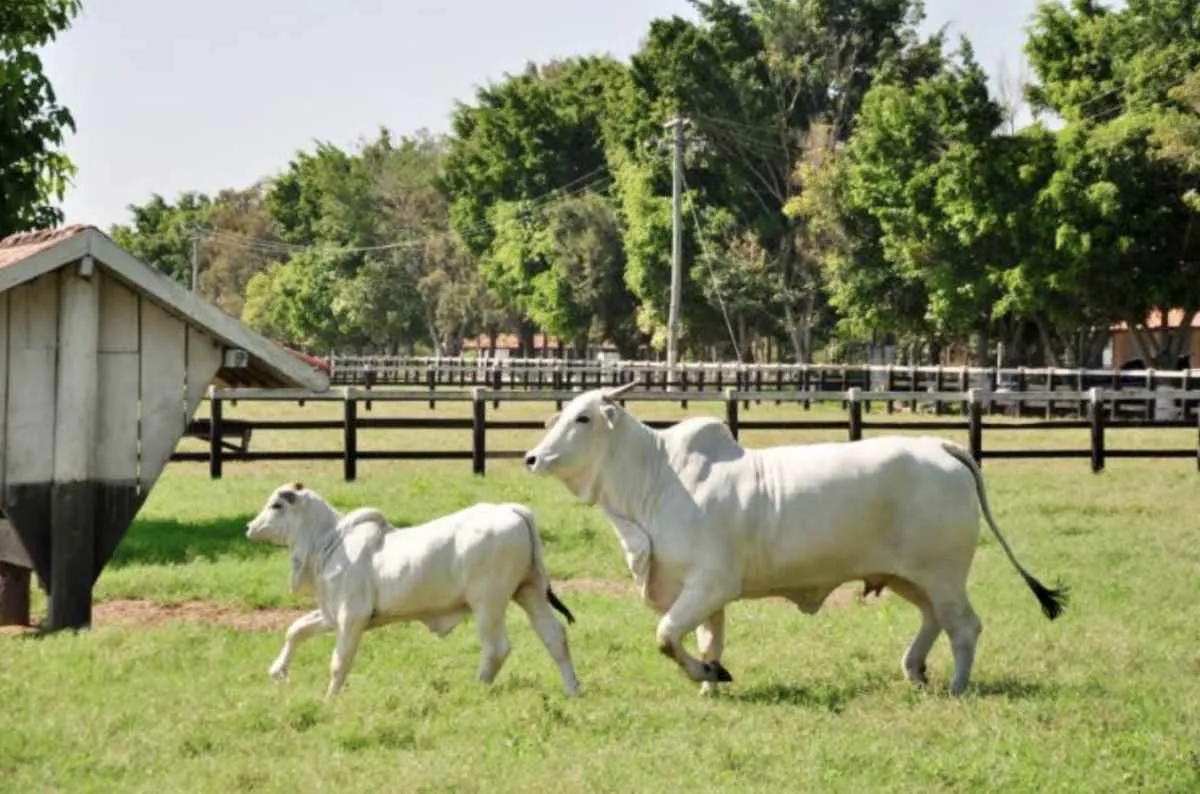 Mercado mais firme exige estratégia no ciclo pecuário