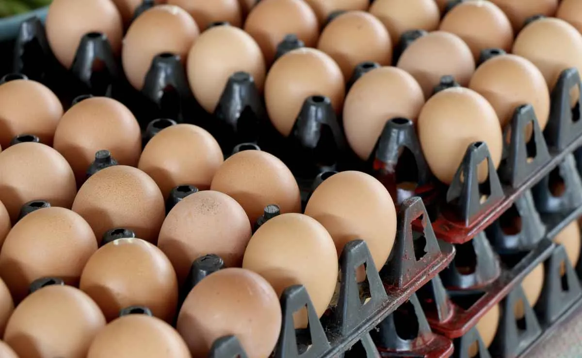 Exportações de ovos têm melhor janeiro em 13 anos