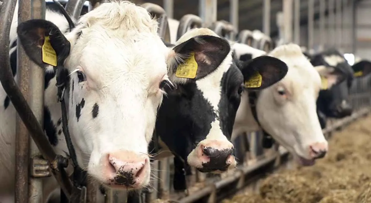 Planejamento forrageiro fortalece gestão na pecuária de leite