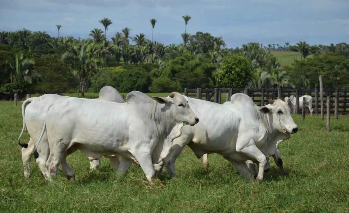 Fevereiro começa com preços do boi acima de janeiro