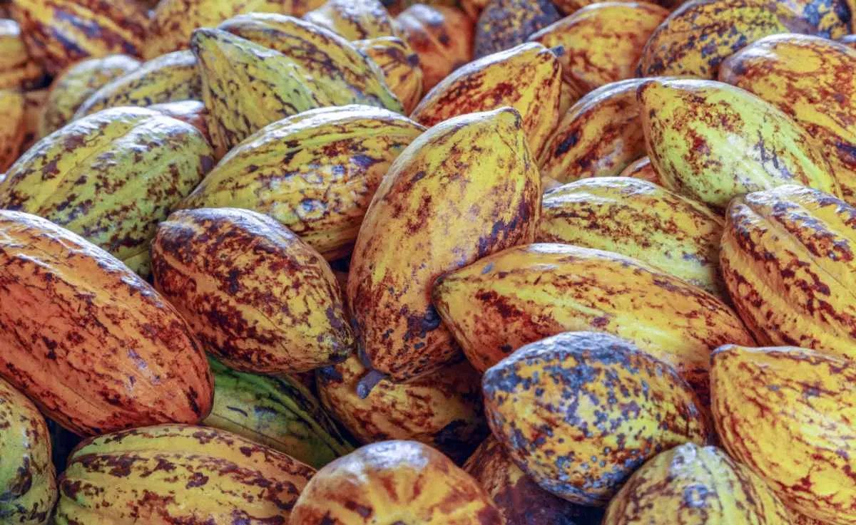 Cacau: mercado técnico domina, com clima em foco