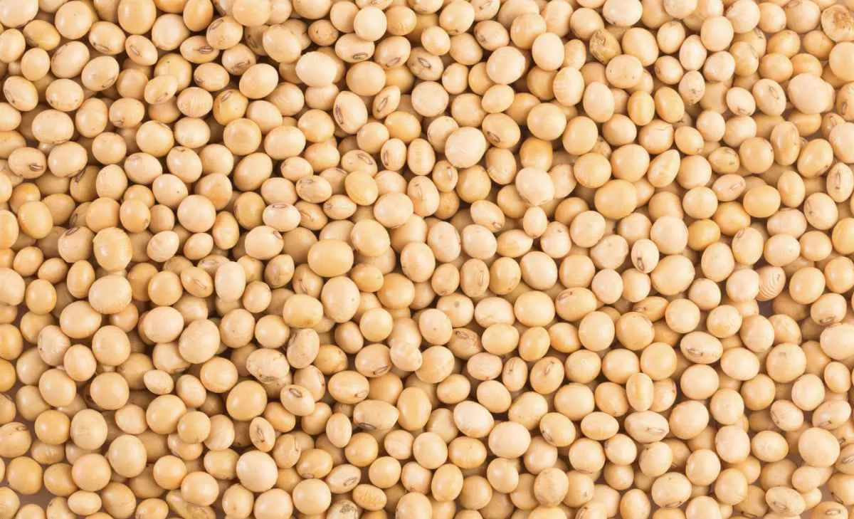 Soja opera em queda em Chicago e mercado busca direcionamento