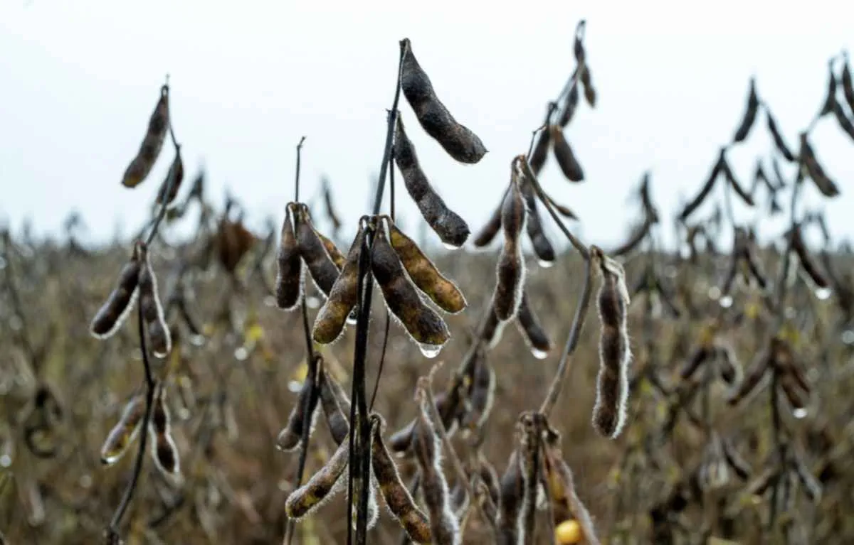 Soja enfrenta atrasos e prejuízos com chuvas em MT