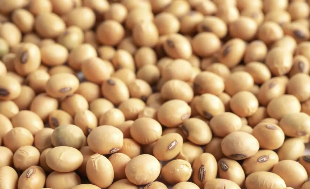 Soja recua em Chicago após relatório do USDA