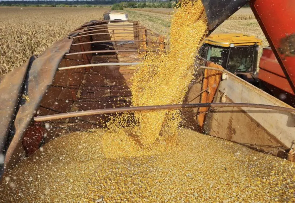 DDG ganha mercado na China e pode mexer nos preços em MS