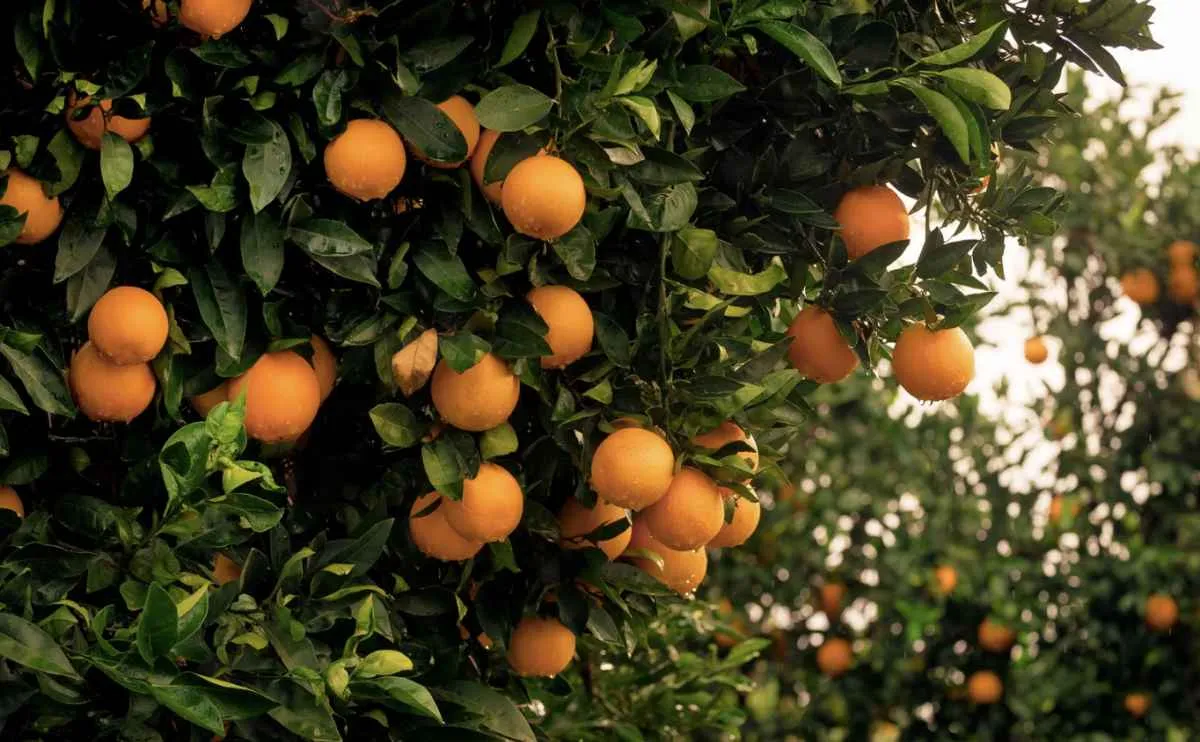 Citros reagem com avanço das vendas à UE