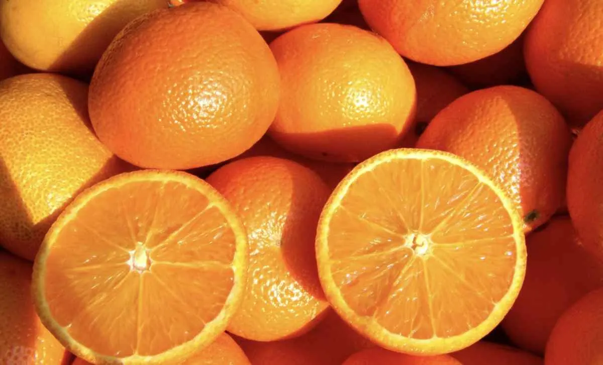 Colheita da safra 2025/26 de laranja se aproxima do fim