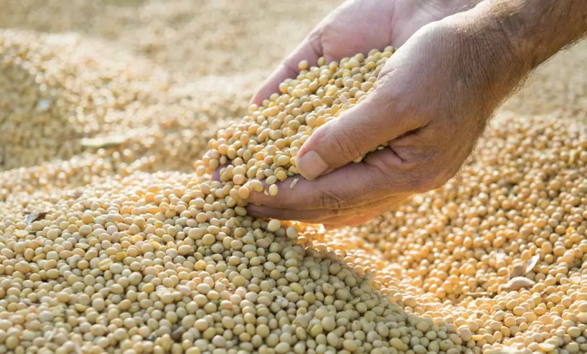Produção de soja no Paraguai pode bater recorde em 2025