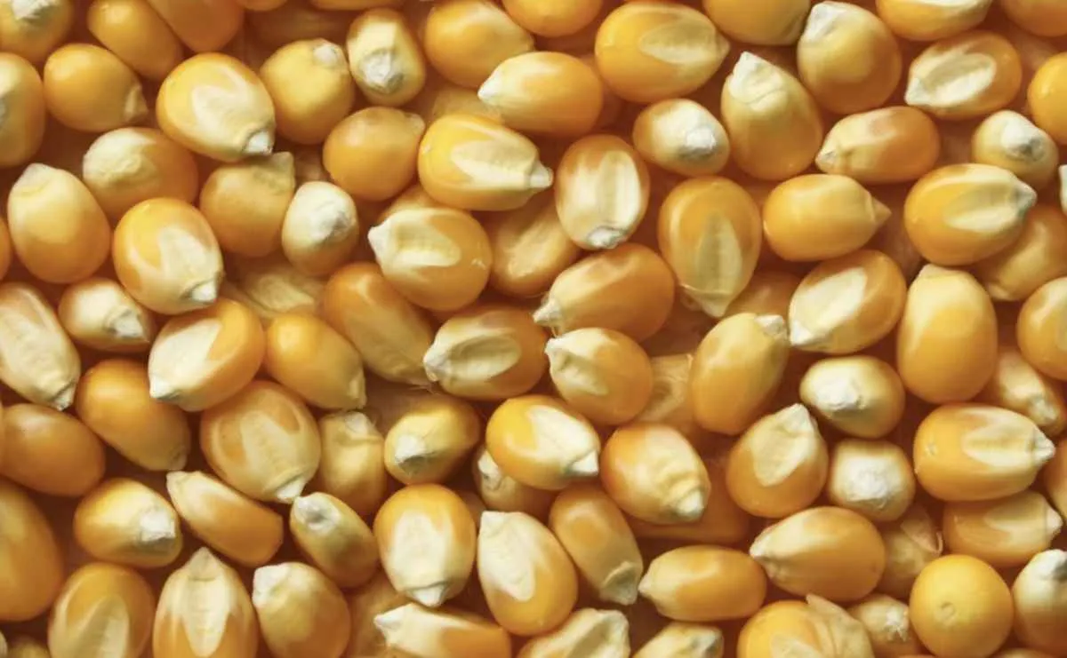 Milho opera com leves perdas em Chicago