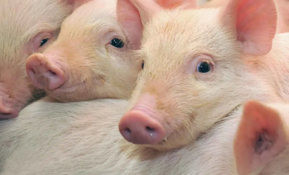 Com demanda fraca, preço do suíno cai forte em janeiro