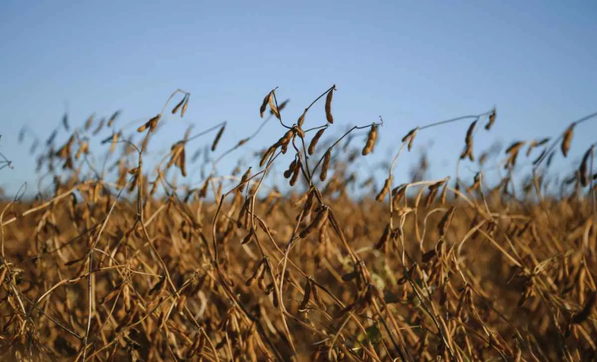 Royalties da soja no RS entram em debate entre Farsul e Conexão Biotec