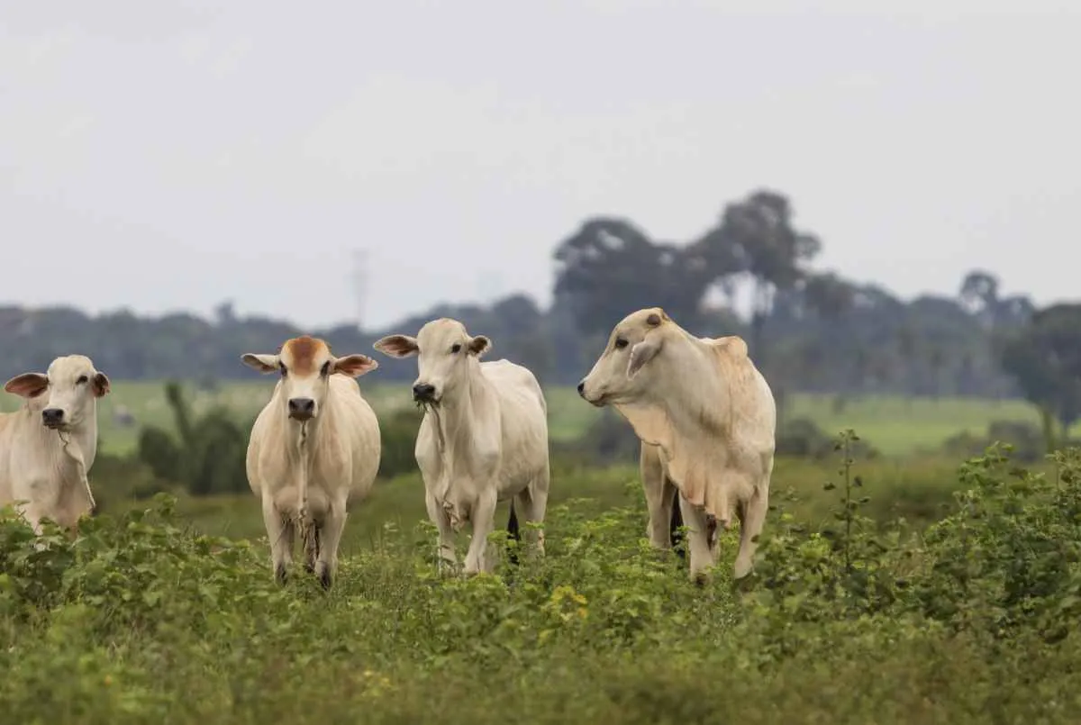 Abate de bovinos em MT atinge 641 mil cabeças em janeiro