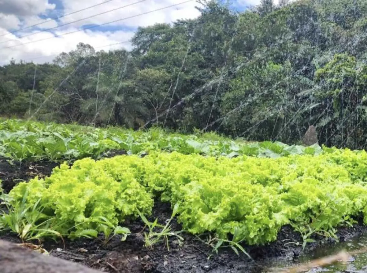 Dicas para fazer uma horta doméstica no feriado