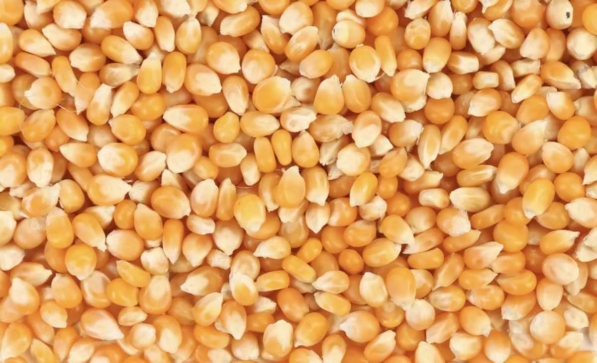 Milho recua em Chicago e mercado segue cauteloso