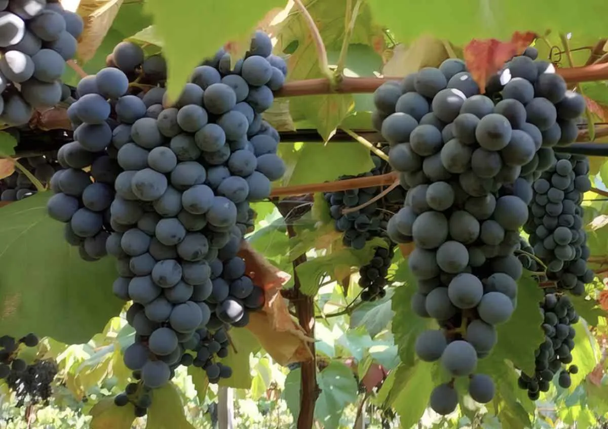 Novas uvas tintureiras ampliam qualidade de sucos e vinhos