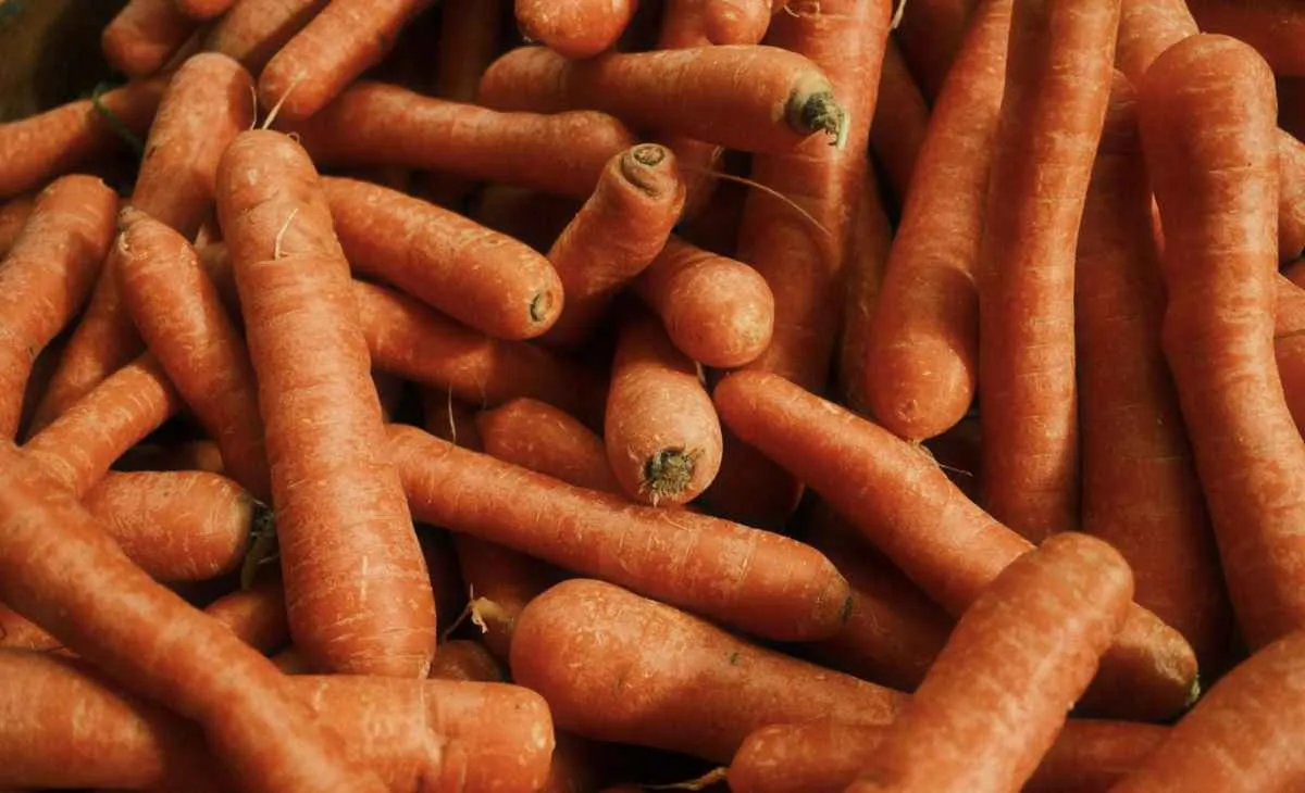 Chuvas em MG reduzem oferta de cenoura